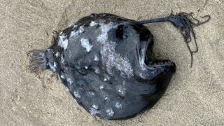 A black anglerfish lying on a beach