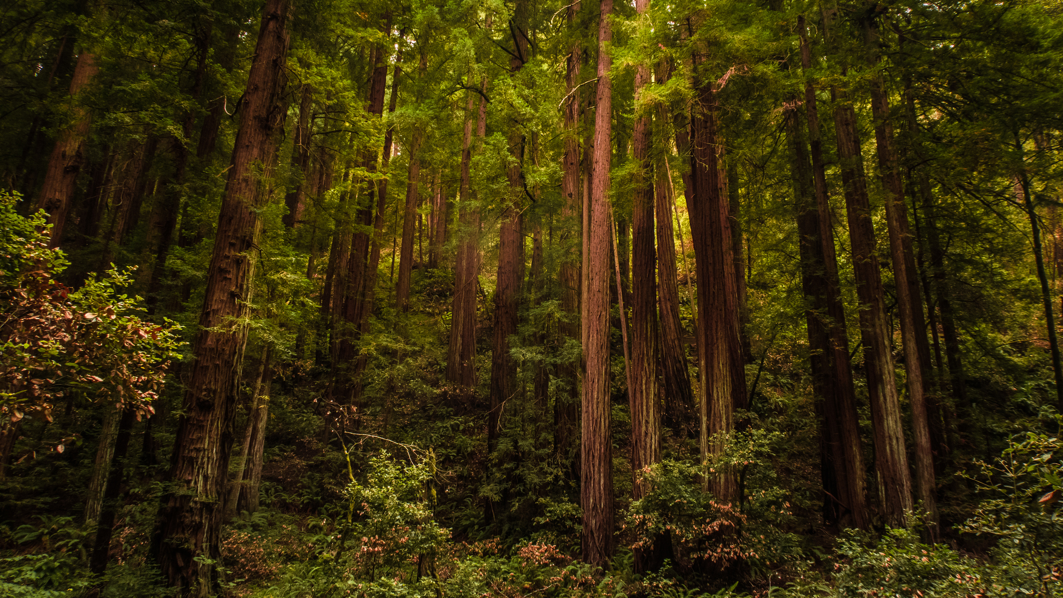 Redwood trees in the Muir Woods