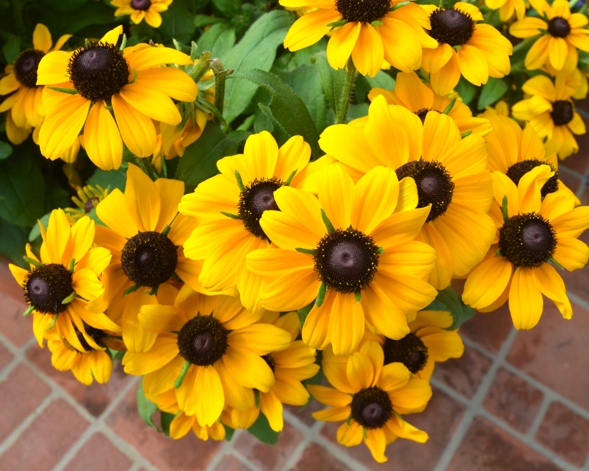 Black-Eyed Susan flowers in Summer