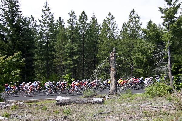 The peloton passes through the site of an old forest fire.