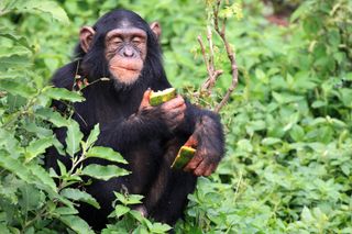 chimpanzee baby eating