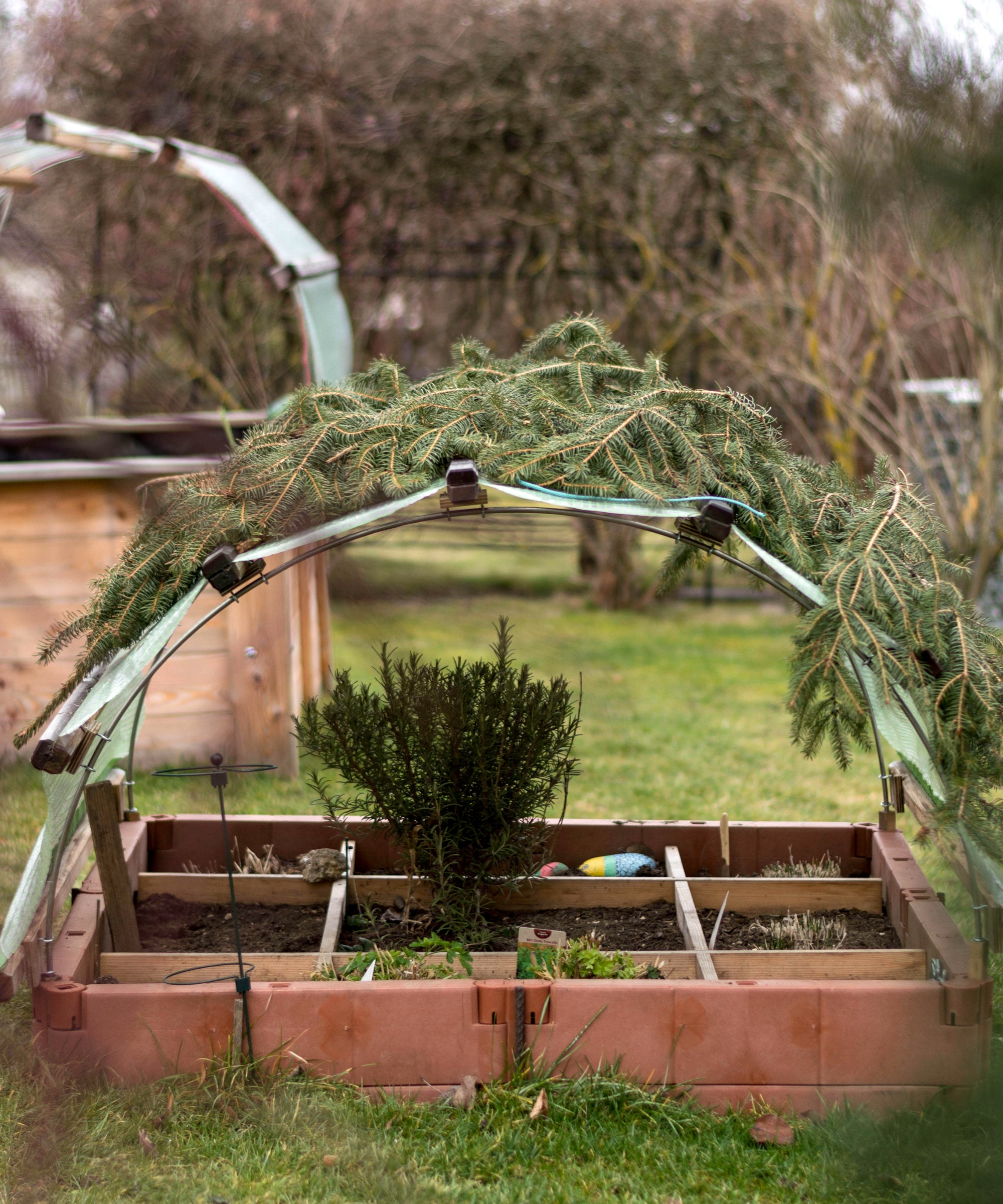 raised beds with canopy of evergreens on frame