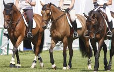 draw-reins-new.jpg