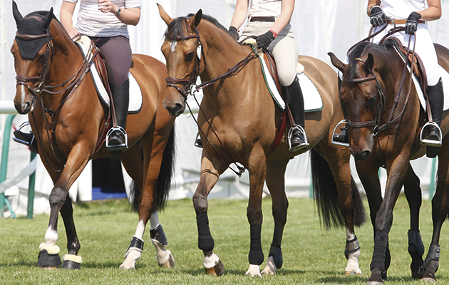 draw-reins-new.jpg