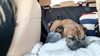 Boxer dog asleep on soft blankets in car