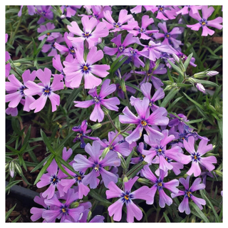 A patch of purple phlox flowers