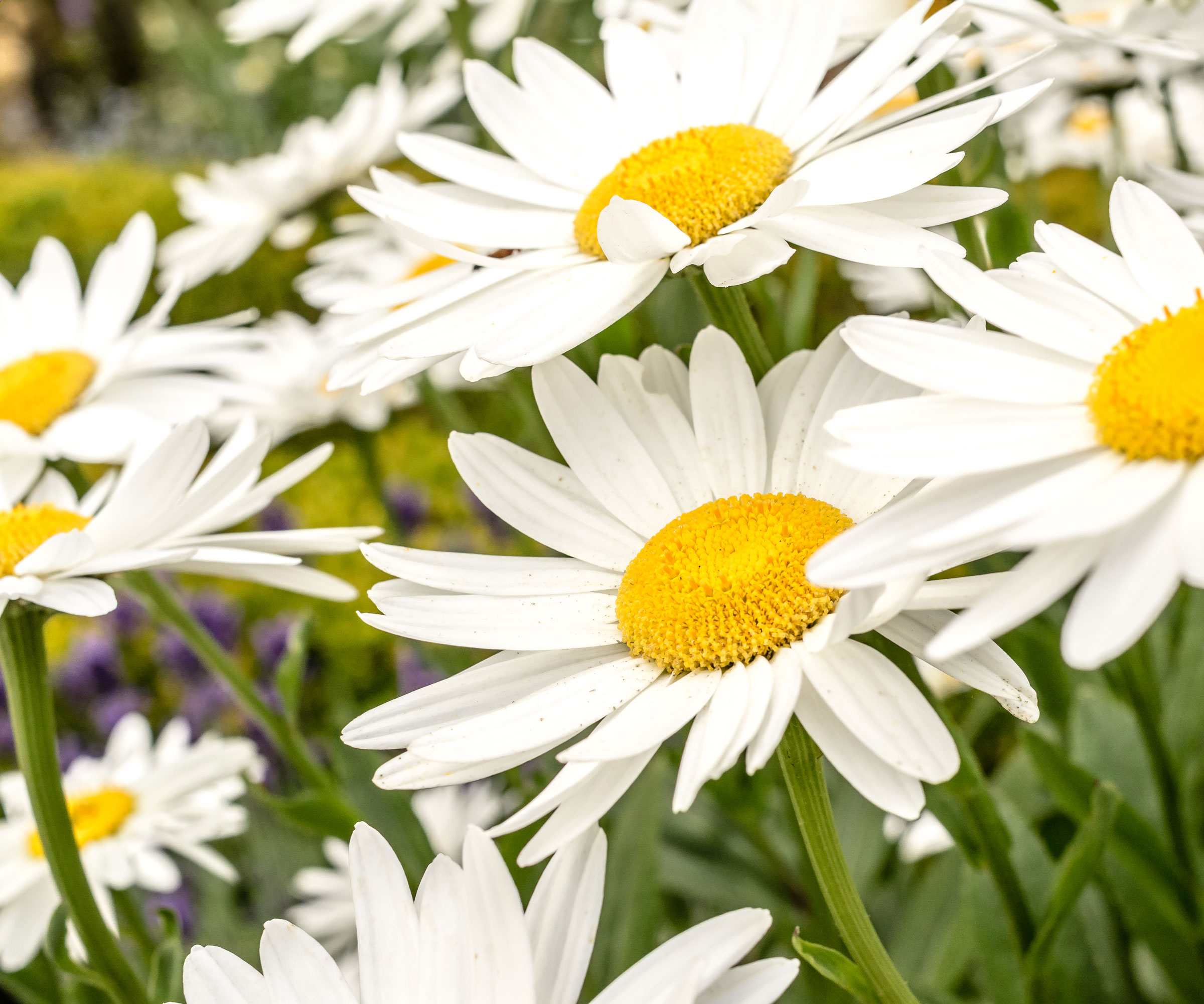 Shasta daisies blooming in cottage garden border