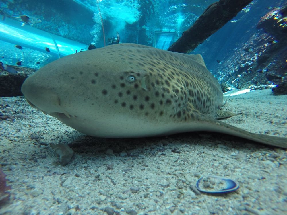 Leonie the zebra shark doesn&#039;t seem to need a mate: She recently gave birth to three pups via asexual reproduction at the Reef HQ Aquarium in Townsville, Australia.