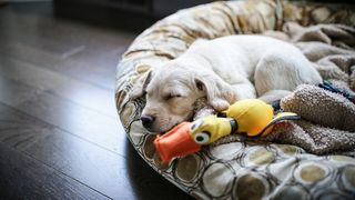 Labrador puppy asleep in a dog bed
