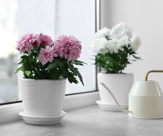 Small potted chrysanthemums inside by window