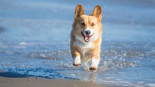 corgis float in water