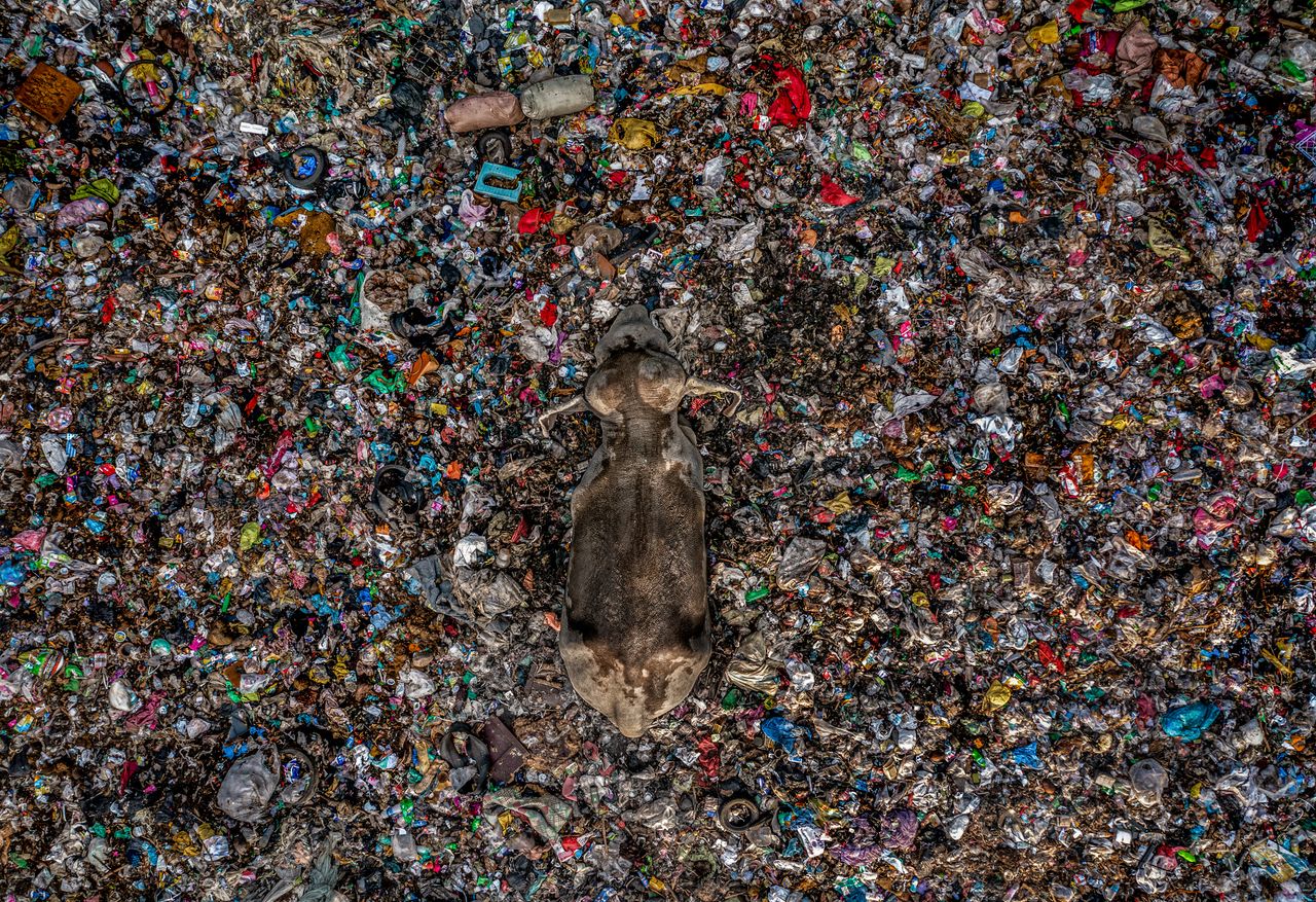 A winning image from the Environmental Photography Awards