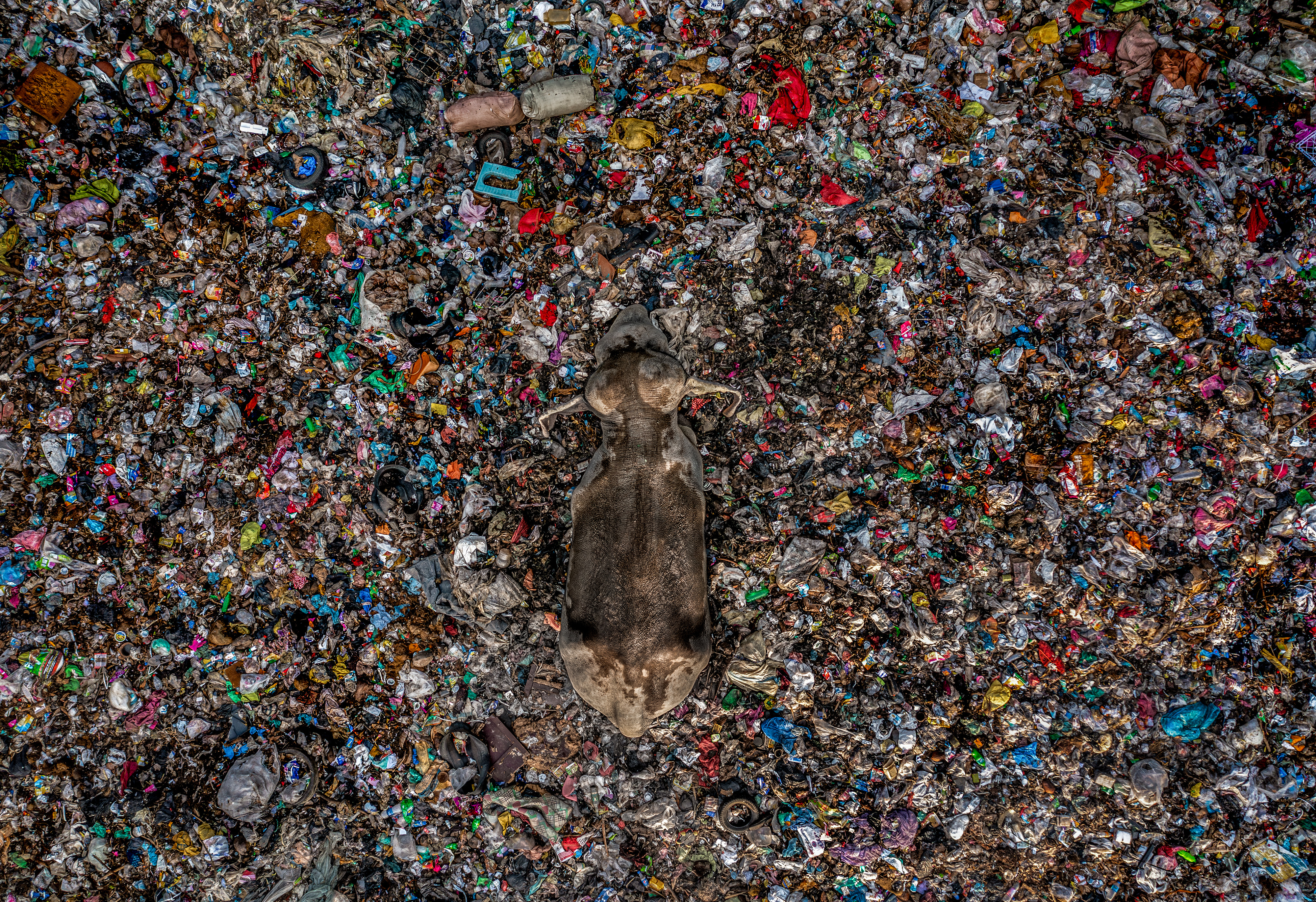A winning image from the Environmental Photography Awards