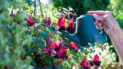 watering fuchsias in hanging basket