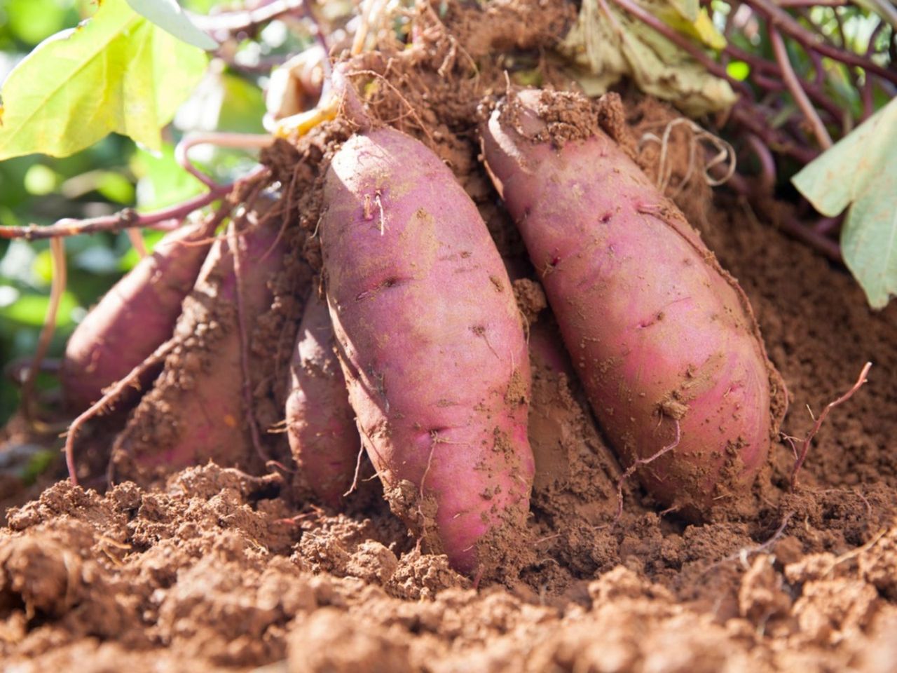 Sweet Potatoes With Fusarium Stem Rot