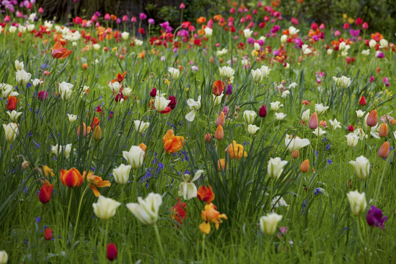 flower bulbs planted in a lawn