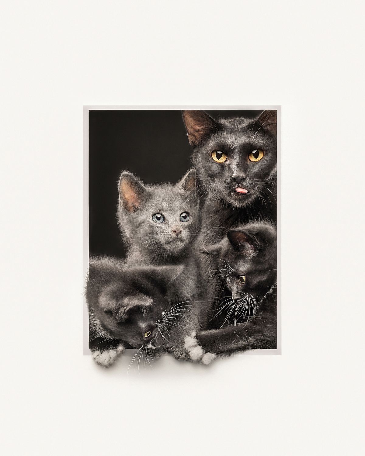 Three adorable gray kittens playfully interact, with their curious faces and fluffy fur prominently visible against a dark background