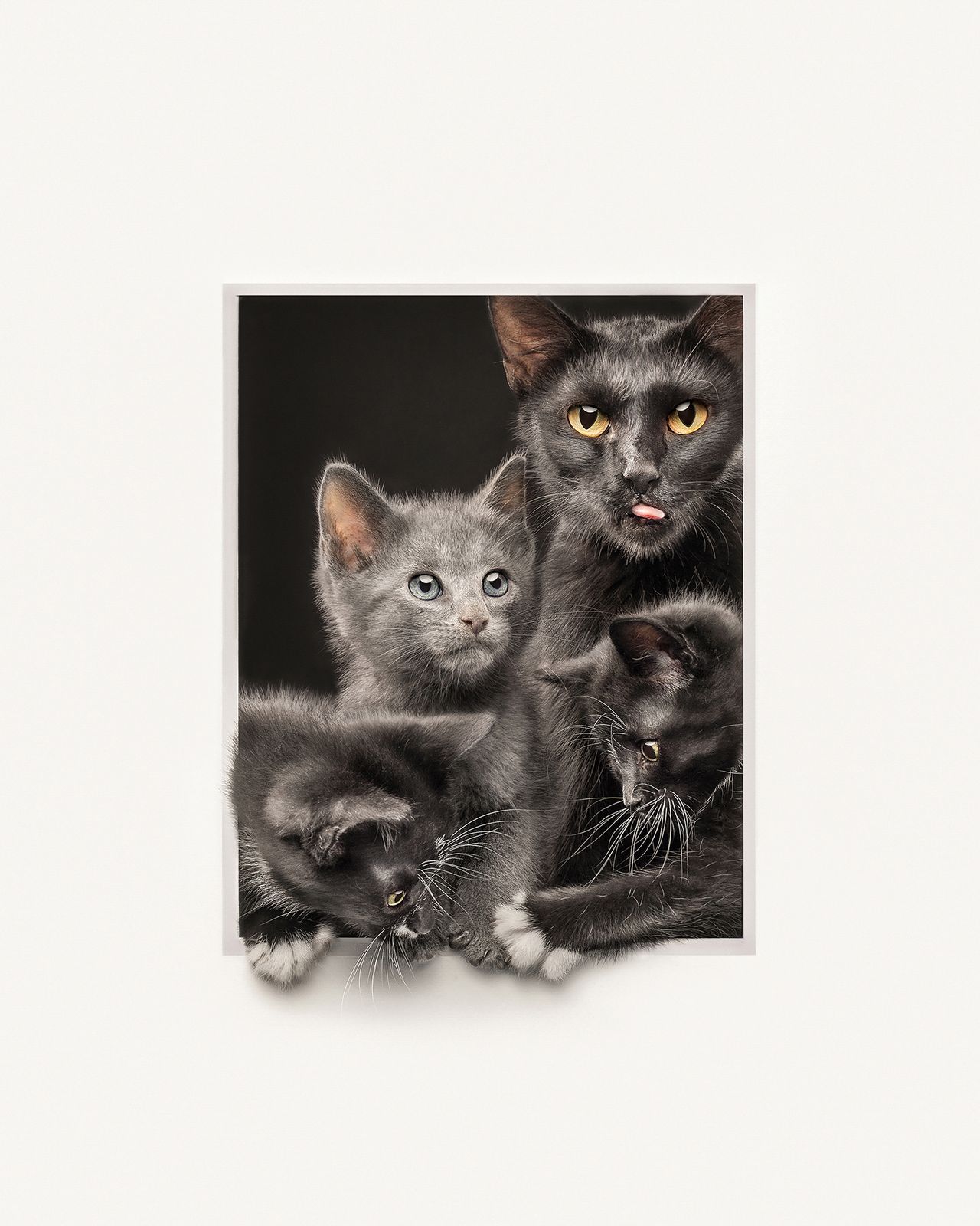 Three adorable gray kittens playfully interact, with their curious faces and fluffy fur prominently visible against a dark background