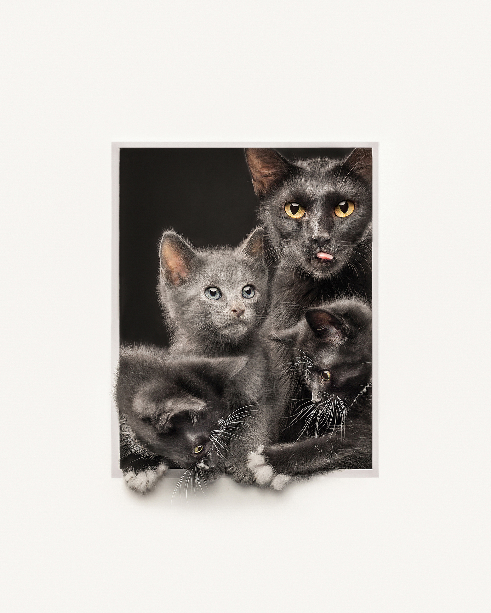 Three adorable gray kittens playfully interact, with their curious faces and fluffy fur prominently visible against a dark background
