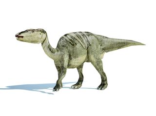 an edmontosaurus reconstruction