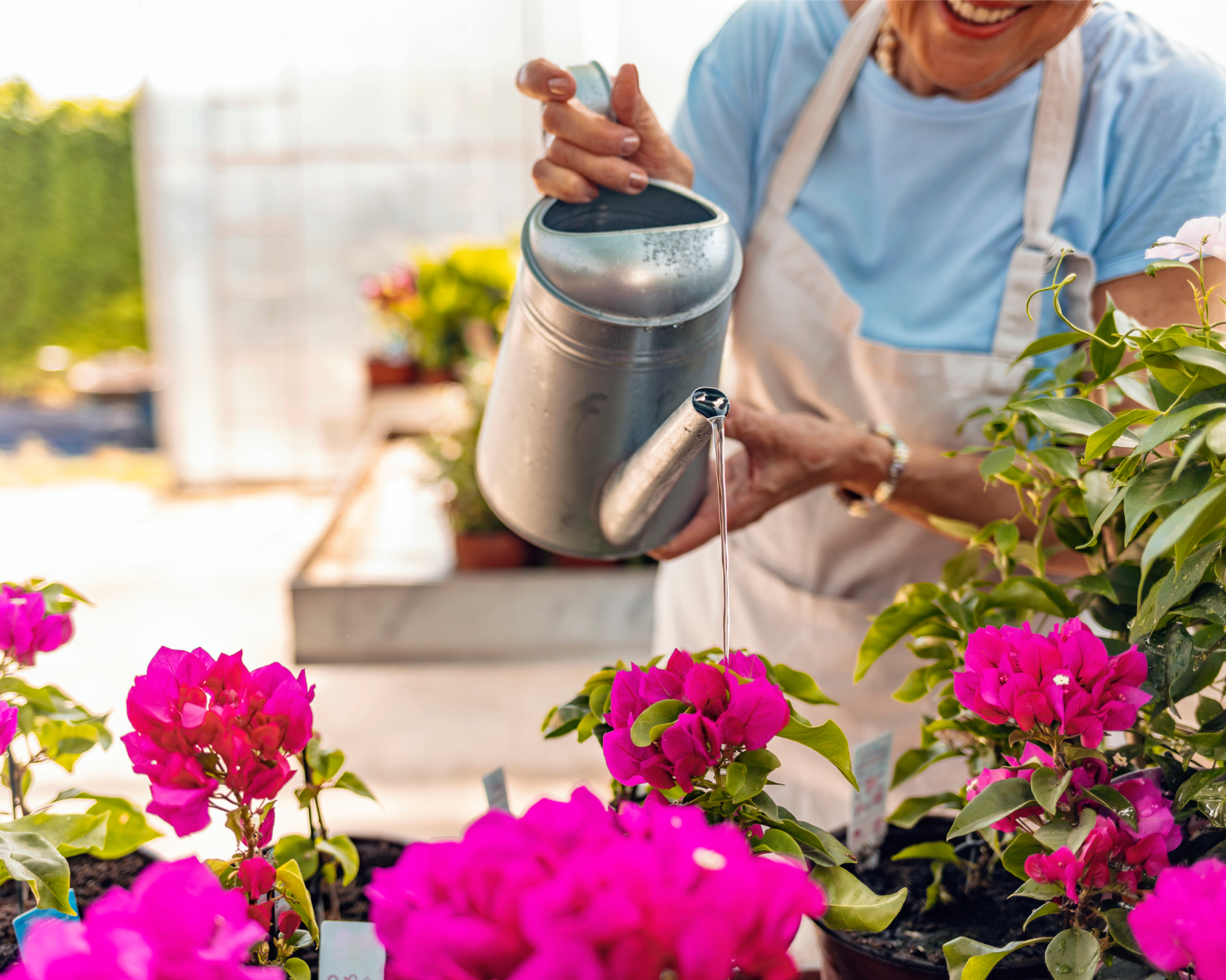 woman watering potted bougainvillea