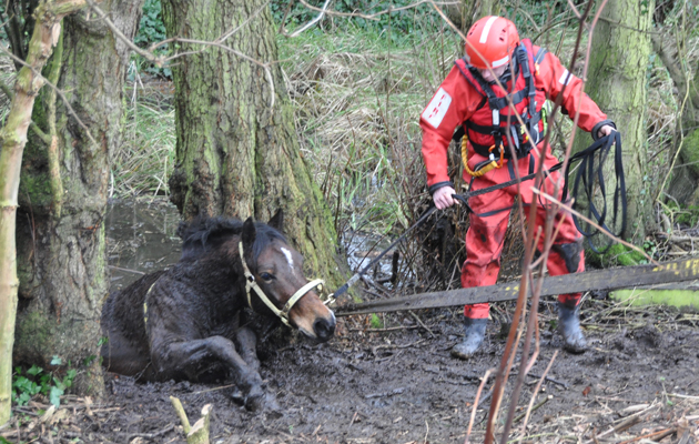 horse rescued from icy bog