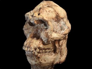 In a recent study, scientists compared the skull of Little Foot (shown here) with that of other hominins.