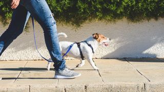 terrier walking on a loose leash