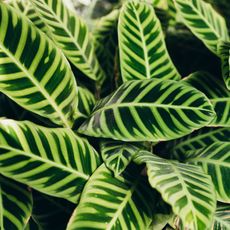 Closeup of calathea zebrina plants