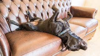 A staffordshire bull terrier sleeping with his head hanging off the sofa