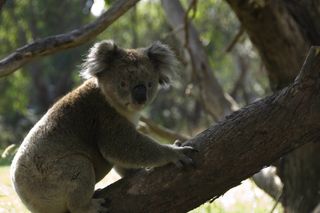 male koala