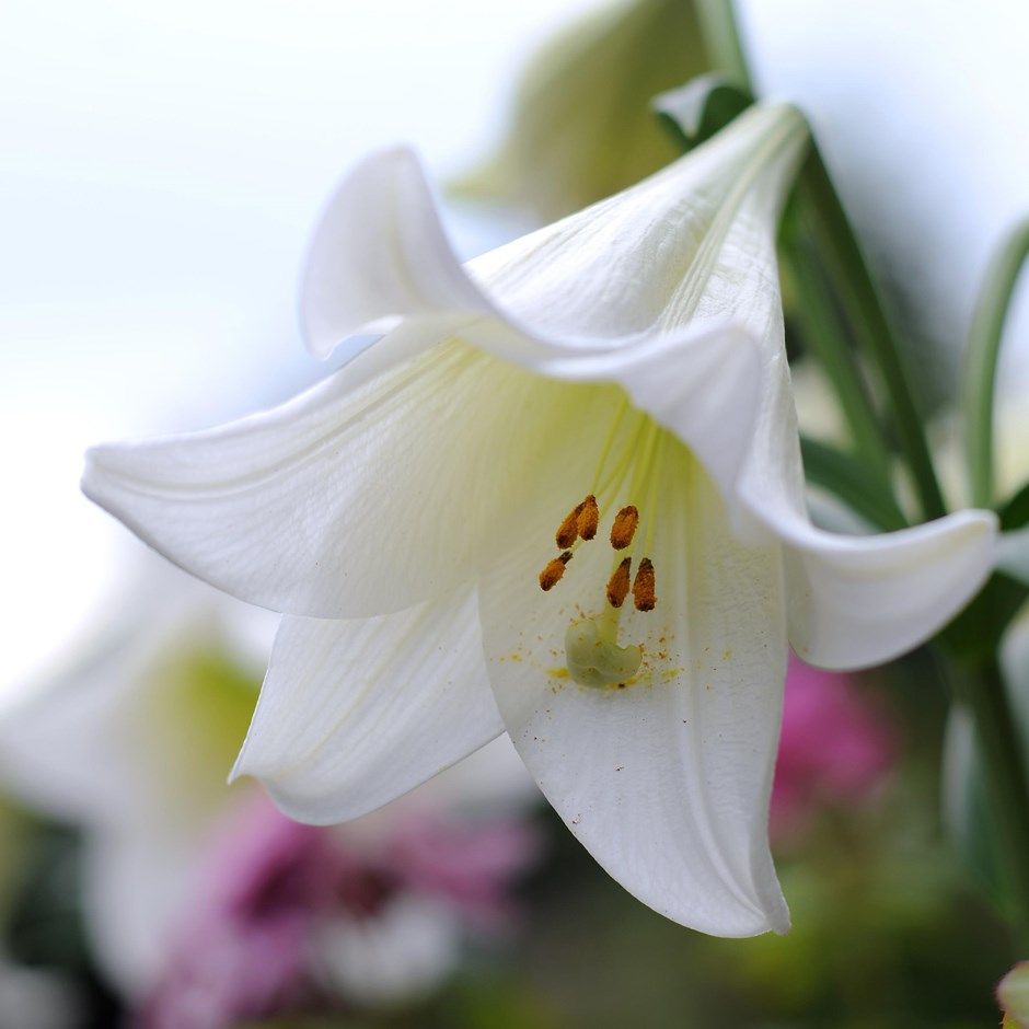 How to grow lilies: enjoy sensational summer scent with these stunning