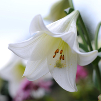 Lilium longiflorum&nbsp;'White Heaven' at Crocus