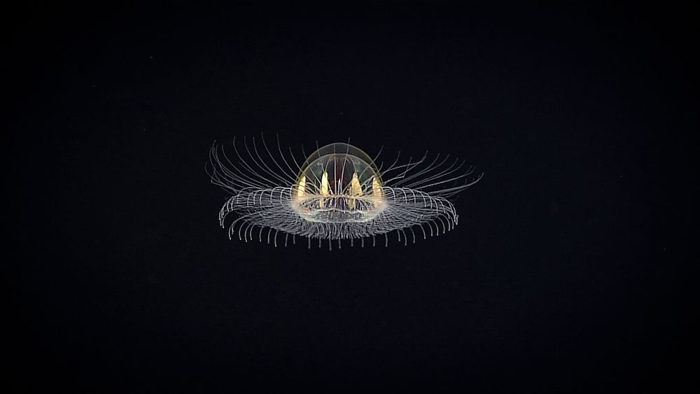 cosmic jellyfish