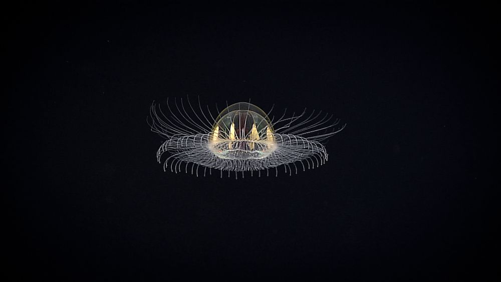 Mysterious 'Cosmic' Jellyfish Spotted in Remote Ocean Depths Live Science
