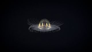 cosmic jellyfish