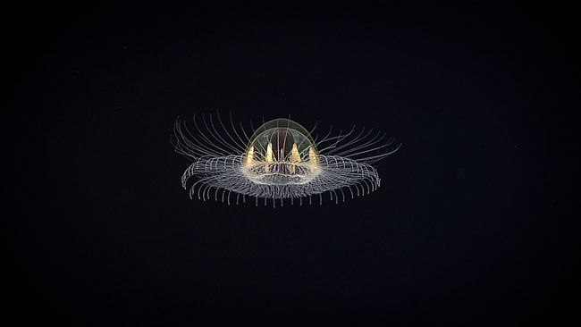 Mysterious 'Cosmic' Jellyfish Spotted in Remote Ocean Depths | Live Science