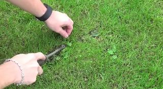 Weeds being removed from a garden lawn using a long garden weeding tool