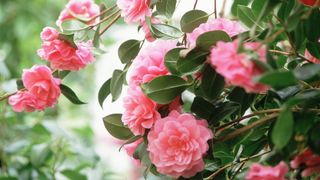 pink double camellia in full bloom