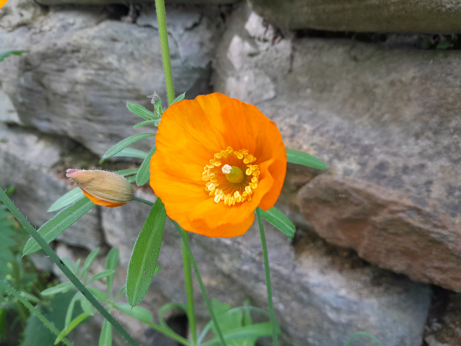 Samsung Galaxy A13 camera sample showing an orange flower in the day