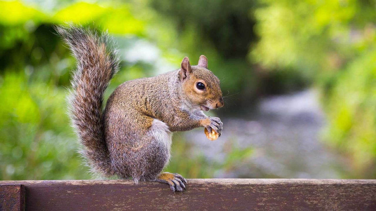 squirrel sat on garden gate