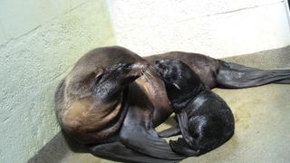 The seal pup and Ursula, the mother. The baby is the first born at the New England Aquarium in Boston, which is trying to breed the vulnerable animals.