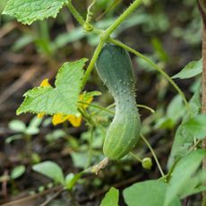 Peanut shaped cucumber on vine