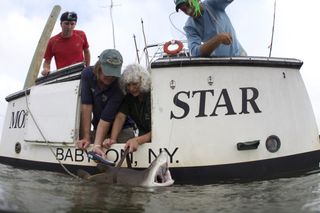 Shark scientists with the WCS New York Aquarium are shown here tagging a sand tiger shark in Great South Bay, New York.