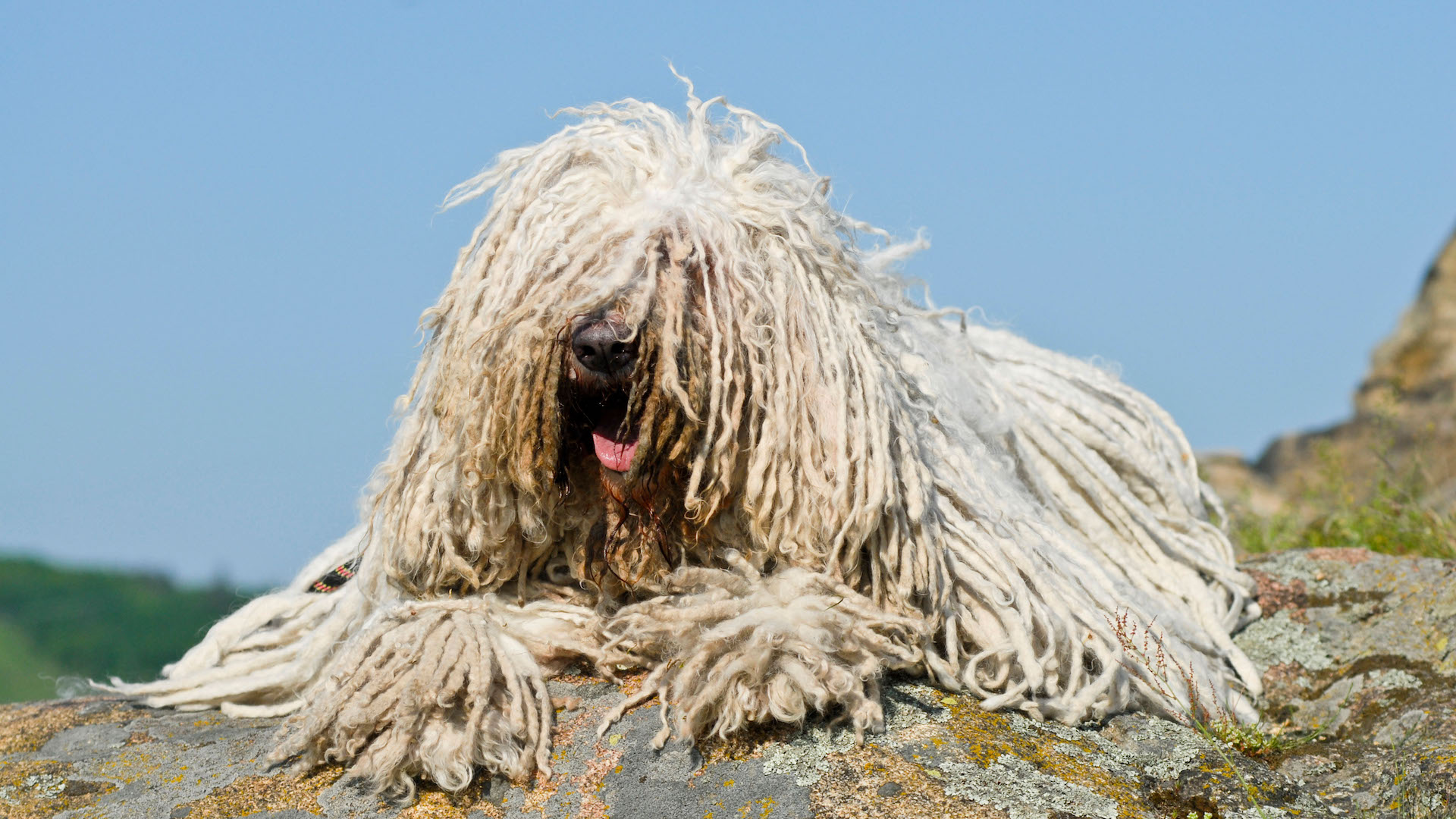 Komondor dog lying on rocks