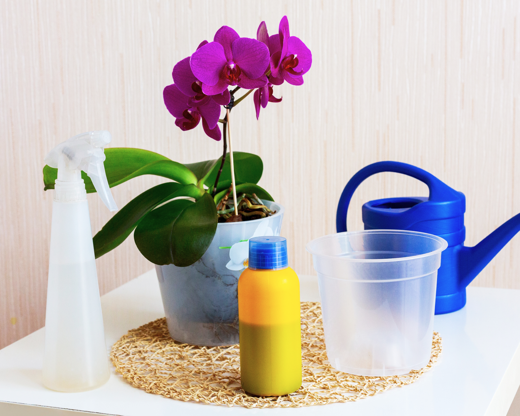 orchid with fertilizer and pot and watering can on table