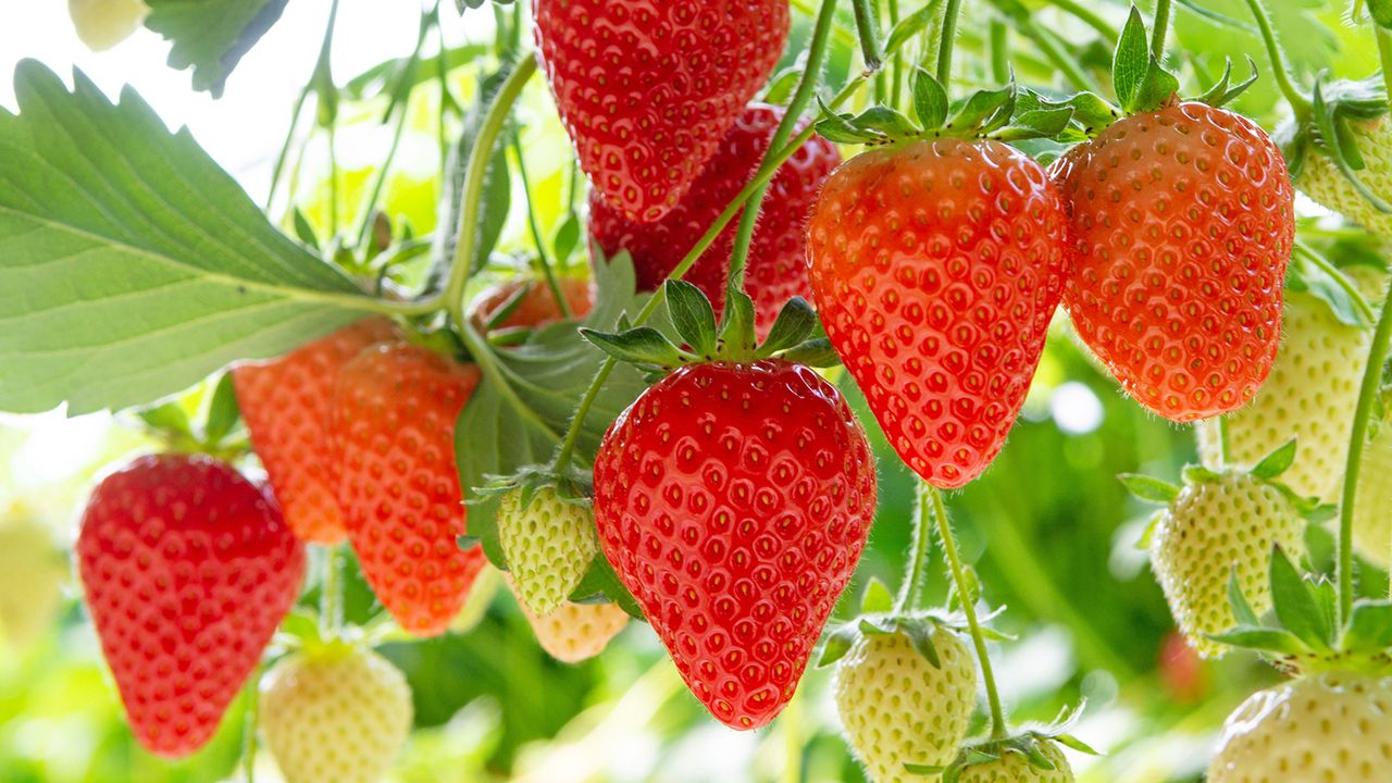 Learning how to grow strawberries the right way will ensure a bountiful crop