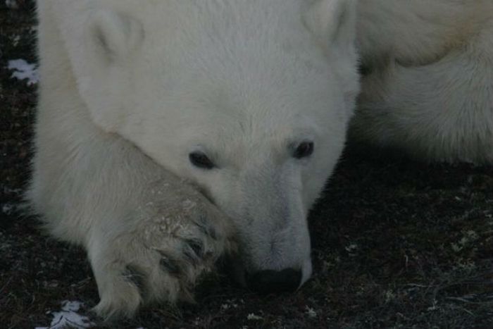 Polar bears decimating seabird colonies