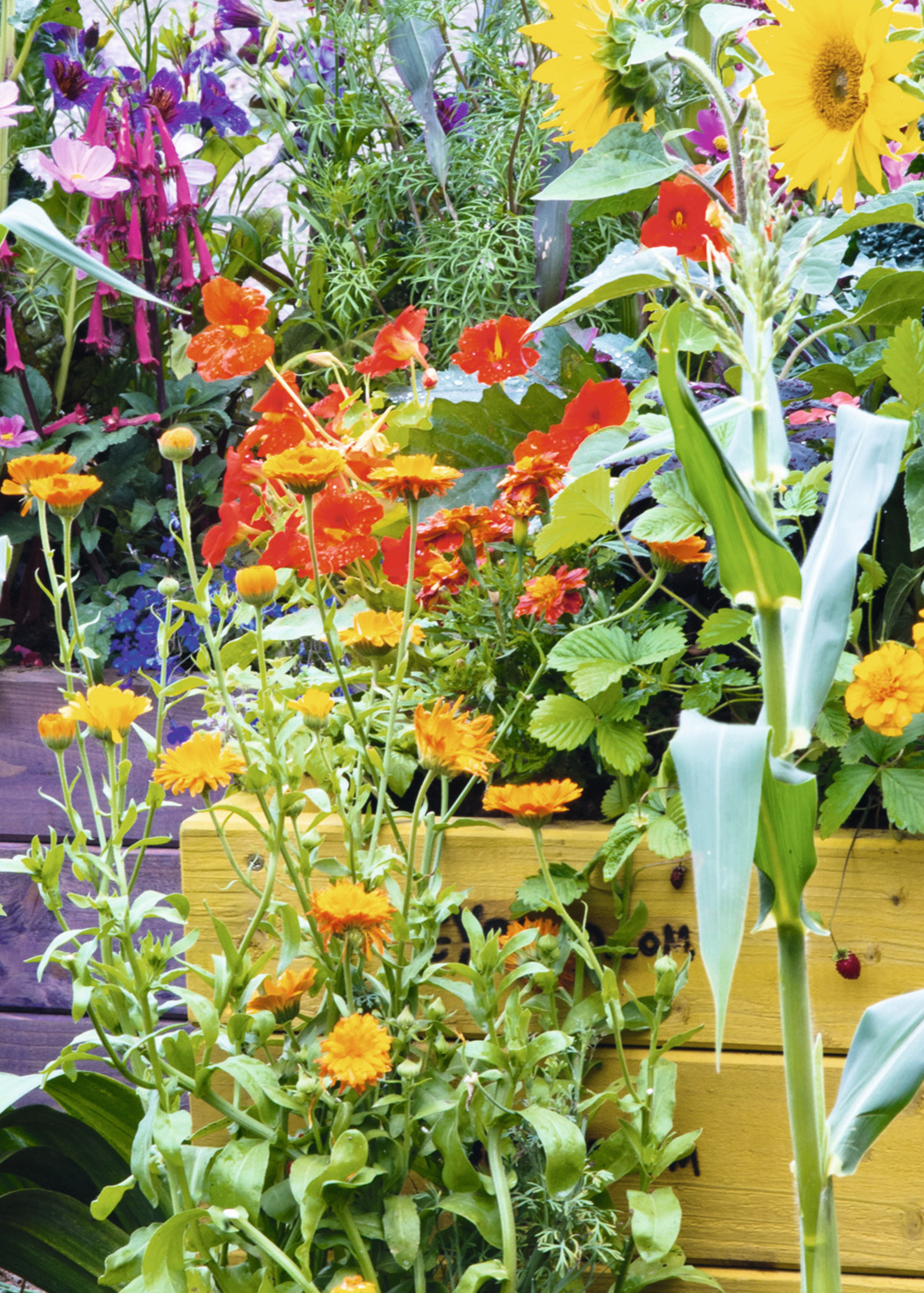 summer annuals in a yellow wooden box