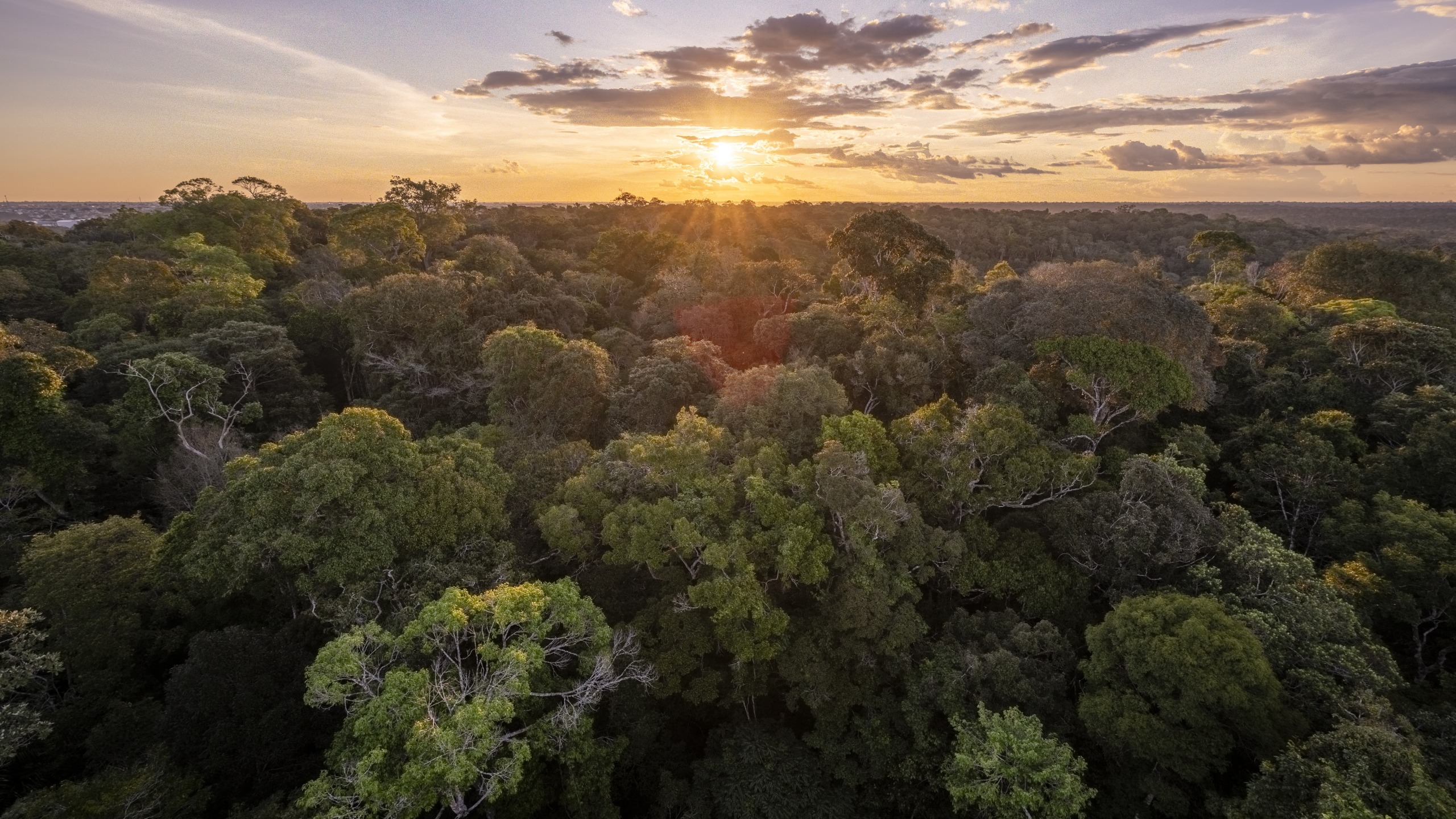 An aerial photo of trees in the Amazon at sunset. 